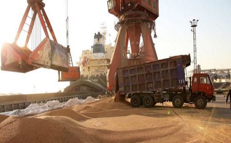واردات ۶۶ هزار تن گندم از طریق بندر شهید رجایی بندرعباس