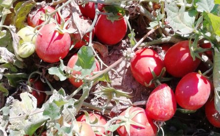 حضور نماینده وزارت جهادکشاورزی در دیر برای بررسي ميزان خسارت گوجه‌ کاران