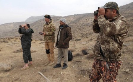 آغاز شمارش حیات وحش دنای شرقی در سرمای زمستان
