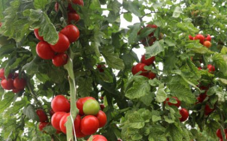 بذر هیبرید گوجه فرنگی در بوشهر رونمایی شد