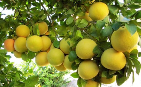 فیلم/شهروند خبرنگار ؛درخت پر بار گریپ فروت در روستای برآفتاب دشمن زیاری