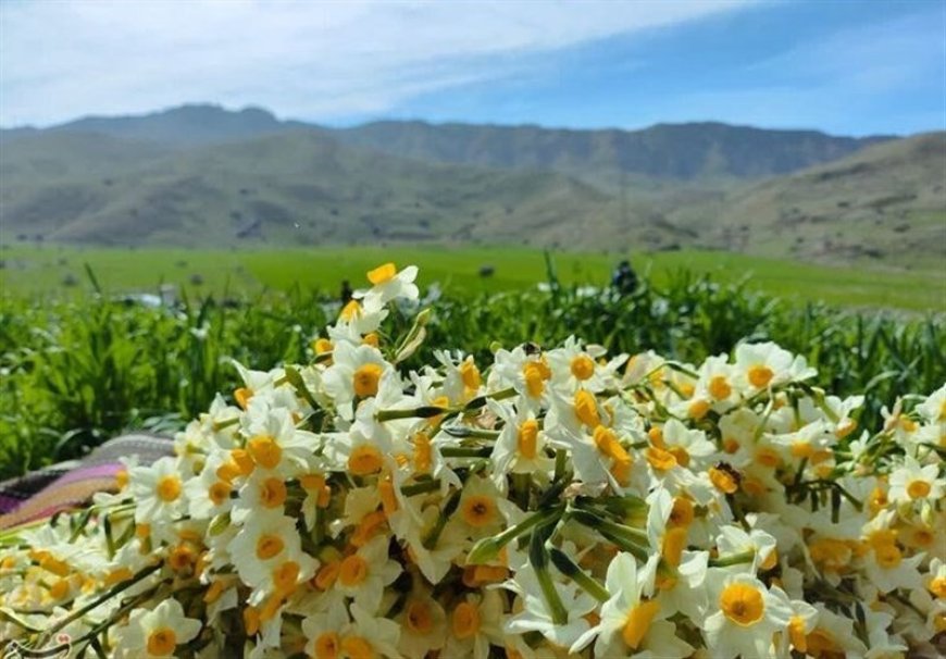 برداشت نرگس از باغ‌های شهرستان خفر