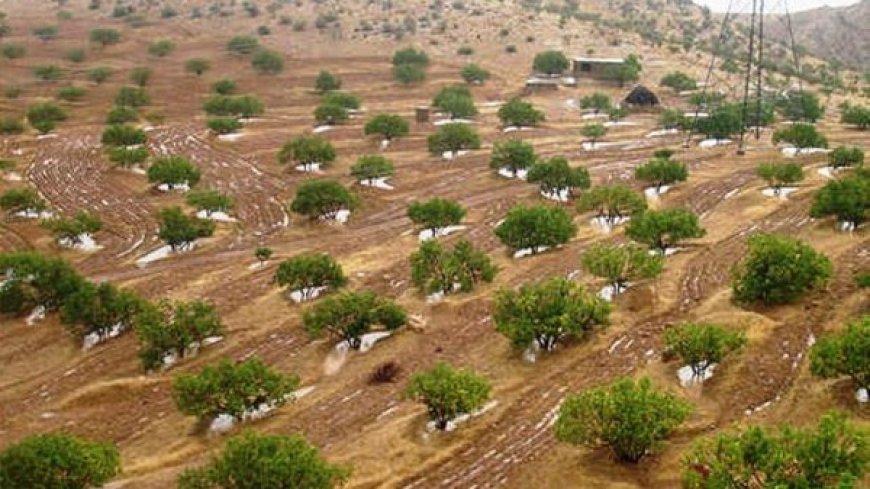 ایجاد ۲۵۰۵ هکتار جنگل دست‌کاشت در گچساران