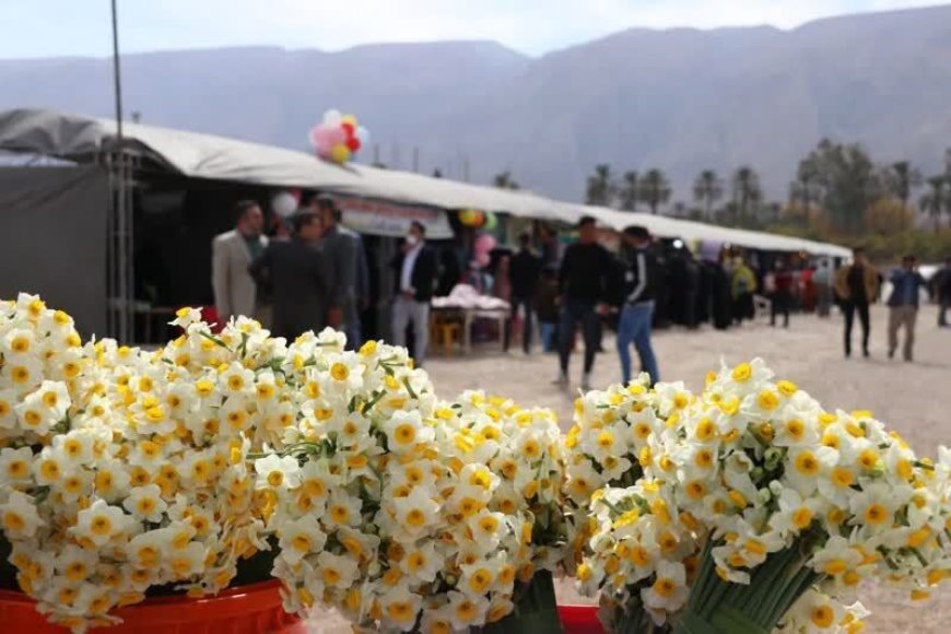 برگزاری جشنواره گل نرگس در شهرستان خفر ، بزودی