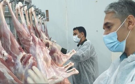 واکنش دامپزشکی گناوه به تعطیلی کشتارگاه سنتی دام