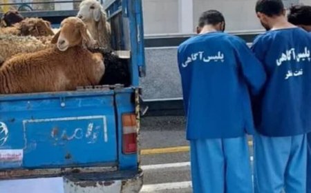 انهدام باند سارقان حرفه‌ای احشام در گناوه