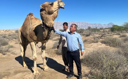 نخستین ردیاب هوشمند شتر با شارژ دوگانه در هرمزگان نصب شد