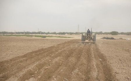 ۱۲۰ هزار هکتار اراضی بوشهر زیر کشت گندم رفت