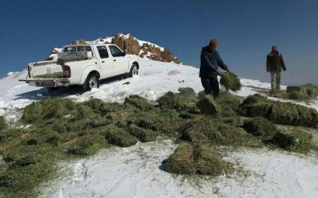 اعزام نیروهای ستادی محیط‌زیست استان برای حفاظت از حیات‌وحش پارک ملی دنا