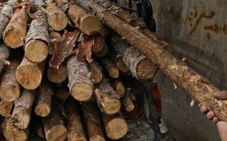 کشف ۷ تن چوب غیرمجاز در مسیر بوشهر به برازجان