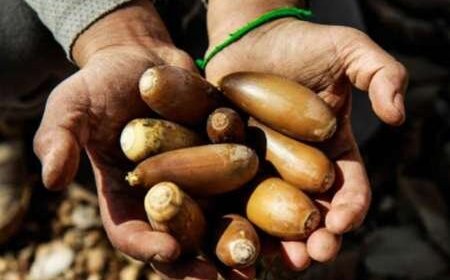 آموزش کاشت بذر بلوط به دانش‌آموزان خوزستانی با هدف حفاظت از زاگرس