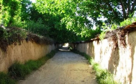 باغات شیراز قربانی تخلفات دانه‌درشت‌ها و ضعف حمایت‌های قانونی