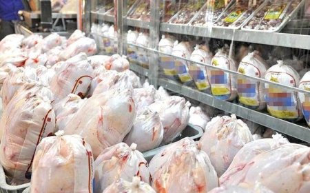 اجرای طرح تولید قراردادی گوشت مرغ در فارس