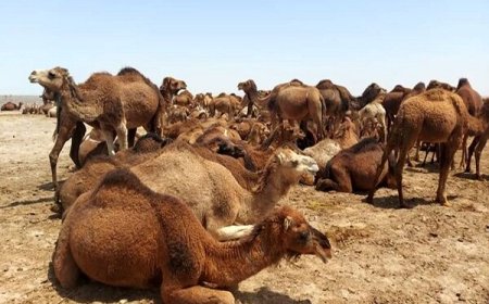 هرمزگان سومین استان پیشروی کشور در شترداری است