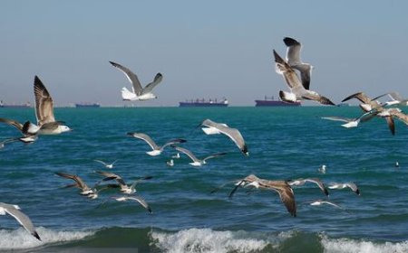 آب‌های شرق خلیج فارس نسبتاً مواج است