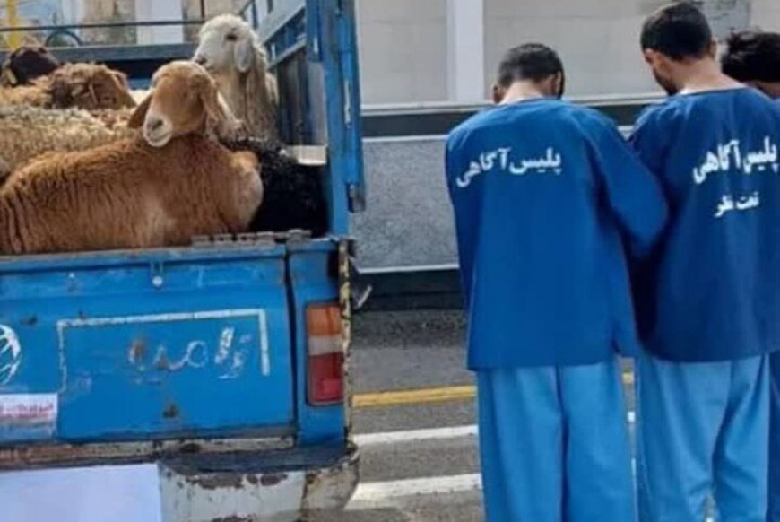 انهدام باند سارقان حرفه‌ای احشام در گناوه