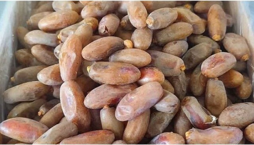 خرمای شاهانی جهرم با گواهی سلامت راهی بازارهای جهانی شد