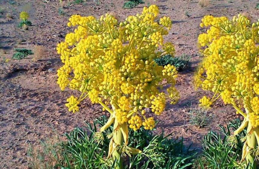 چهار گام برای حفظ میراث طبیعی جنگل‌ها و مراتع در کهگیلویه و بویراحمد