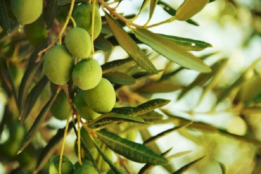 تولید بیش از ۱۹ هزار تن زیتون در فارس