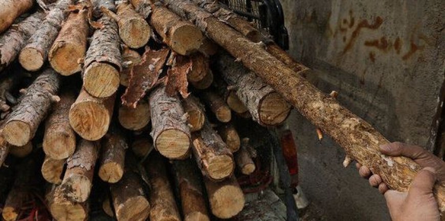 کشف ۷ تن چوب غیرمجاز در مسیر بوشهر به برازجان