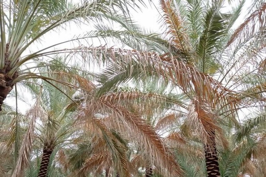 زارع: تکمیل طرح نوین آبیاری در اراضی نخیلات بوشهر تامین اعتبار شد