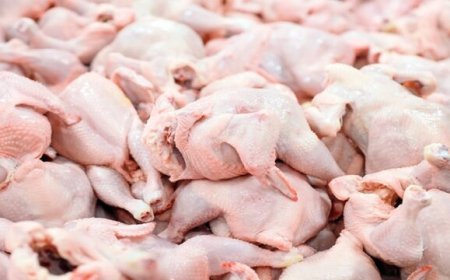 خرید مرغ مازاد در خوزستان برای تثبیت قیمت و حمایت از مرغداران