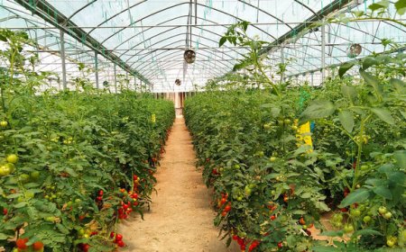 افتتاح اولین گلخانه هیدروپونیک جنوب‌غرب خوزستان در خرمشهر