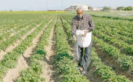 توزیع بیش از ۱۹ هزار تن کود کشاورزی در بوشهر