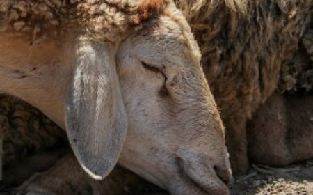 مایه‌کوبی بیش از۳۰ هزار رأس دام در رودان