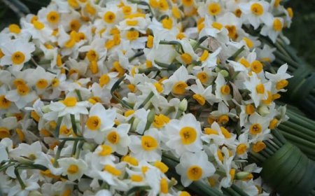 سالانه بیش از ۳ میلیون شاخه گل نرگس در استان بوشهر تولید می‌شود