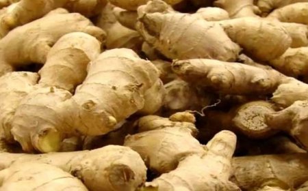 توقیف ۲ دستگاه اتوبوس حامل ۶۲ کارتن زنجبیل قاچاق