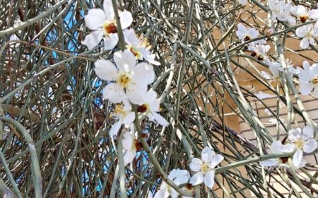 زیبایی‌ شکوفه‌های بهاری در تپه‌ماهور‌ لنده