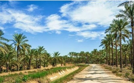 تشنگی نخلستان‌ها زیر آفتاب جنوب؛ مطالبه جدی برای آب پایدار در بوشهر