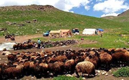۱۷۰۰ میلیارد ریال تسهیلات به دامداری‌های فارس اختصاص  یافت