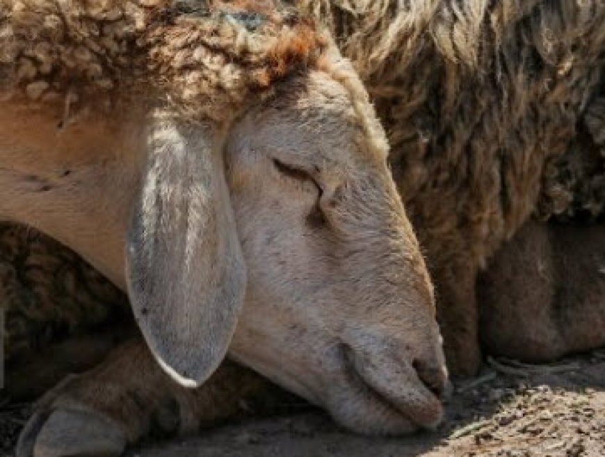 مایه‌کوبی بیش از۳۰ هزار رأس دام در رودان