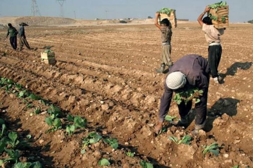 کشت ۱۵۰۰ هکتار محصولات پاییزه در آبادان