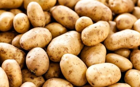 توزیع ۷۰ تن سیب زمینی در خوزستان