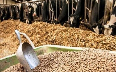 وضعیت مطلوب حمل و عرضه نهاده‌های دامی در فارس
