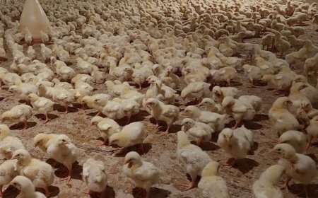 صدور مجوز احداث مرغداری گوشتی در بوشهر