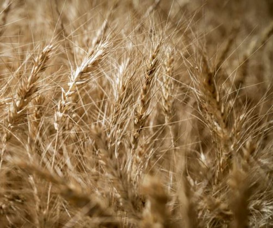 پیش‌بینی برداشت ۱۲۳هزار تن گندم