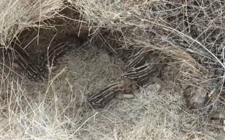 ثبت تصاویر ۵ قلوزایی حیات وحش در پارک ملی دنا