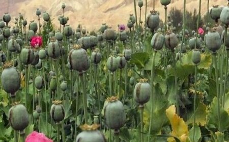 امحای 3 هکتار مزرعه غیرمجاز خشخاش در اندیمشک