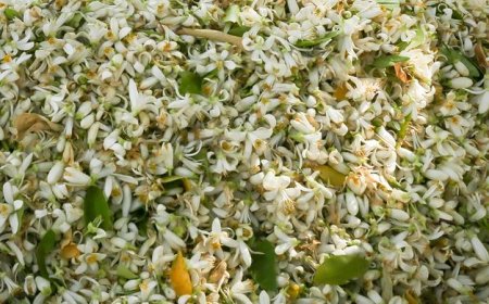 عطر رویایی اردیبهشت شیراز در آستانه خاموشی