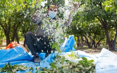 بهار نارنج شیراز؛ اسیر نگاه سنتی یا گمشده در زنجیره فرآوری