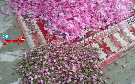 عکس| طبیعت زیبای میمند و جشنواره گل محمدی