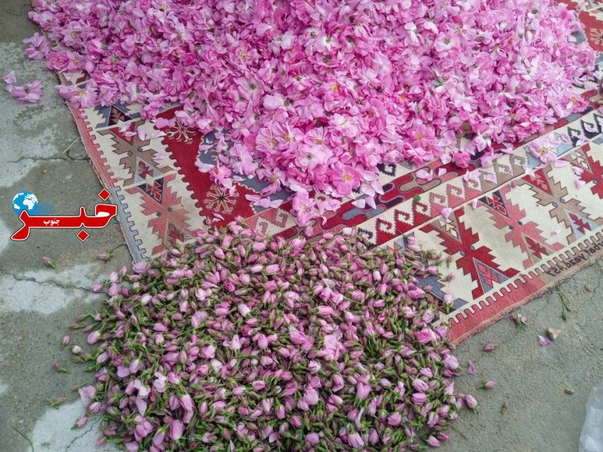 عکس| طبیعت زیبای میمند و جشنواره گل محمدی