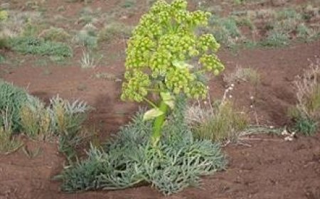دستگیری ۳ متخلف برداشت غیرمجاز گیاهان دارویی در بستک