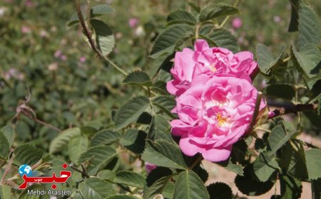 عکس| برگزاری نخستین آیین گلاب‌گیری سنتی در بوستان کوهستانی دراک شیراز