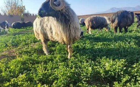 «گوسفند کبوده شیراز» در آستانه ثبت جهانی