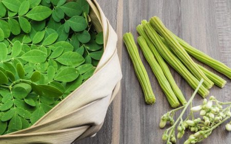 مورینگا؛ گیاه ارزشمند جنوب ایران با ظرفیت‌های درمانی و اقتصادی